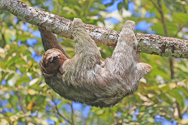 Sloth on the tree in the forest, Costa Rica