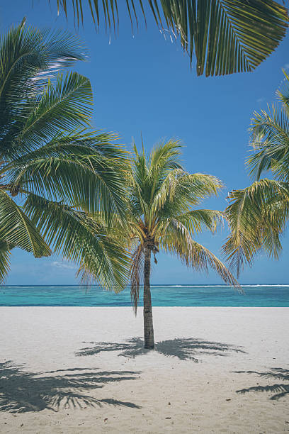 Tropical beach, palm trees and lagoon, distant reef
