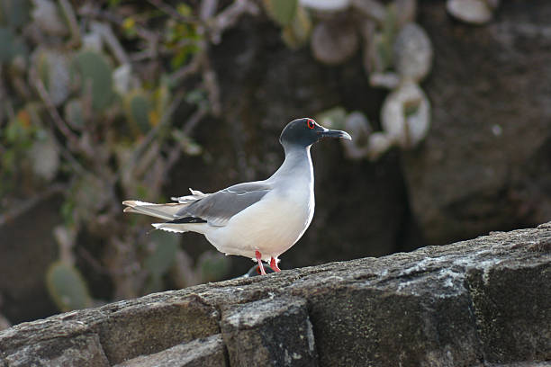 A swallow tailed gull (Creagrus furcatus)