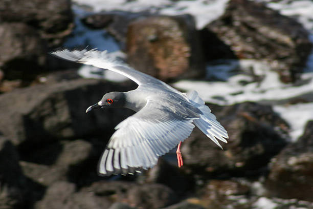 A swallow tailed gull (Creagrus furcatus)