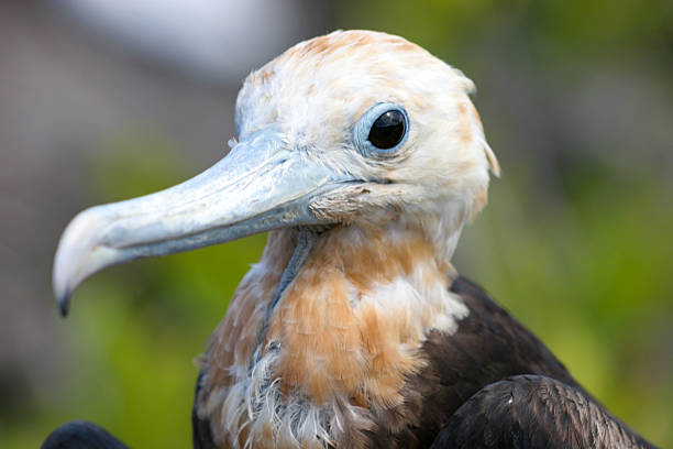 a red-footed booby (Sula sula) in its native habitat, a species closely associated with Darwin’s theory of evolution and a major wildlife attraction for tourists visiting the Galápagos and other tropical coastal regions