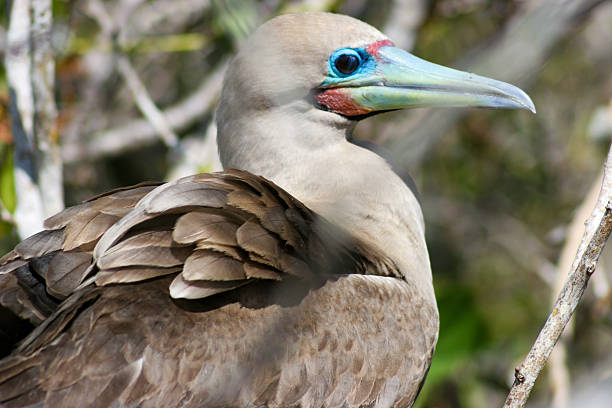 a red-footed booby (Sula sula) in its native habitat, a species closely associated with Darwin’s theory of evolution and a major wildlife attraction for tourists visiting the Galápagos and other tropical coastal regions