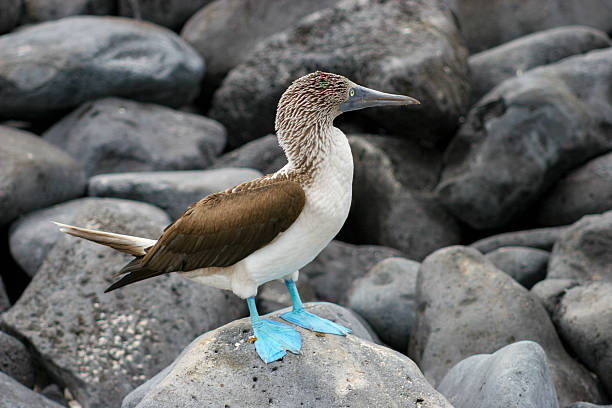 a blue-footed booby (Sula nebouxii) in its native habitat, a species closely associated with Darwin’s theory of evolution and a major wildlife attraction for tourists visiting the Galápagos and other tropical coastal regions