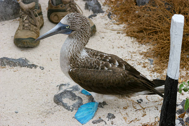 a blue-footed booby (Sula nebouxii) in its native habitat, a species closely associated with Darwin’s theory of evolution and a major wildlife attraction for tourists visiting the Galápagos and other tropical coastal regions