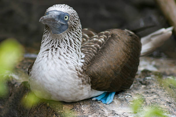 a blue-footed booby (Sula nebouxii) in its native habitat, a species closely associated with Darwin’s theory of evolution and a major wildlife attraction for tourists visiting the Galápagos and other tropical coastal regions