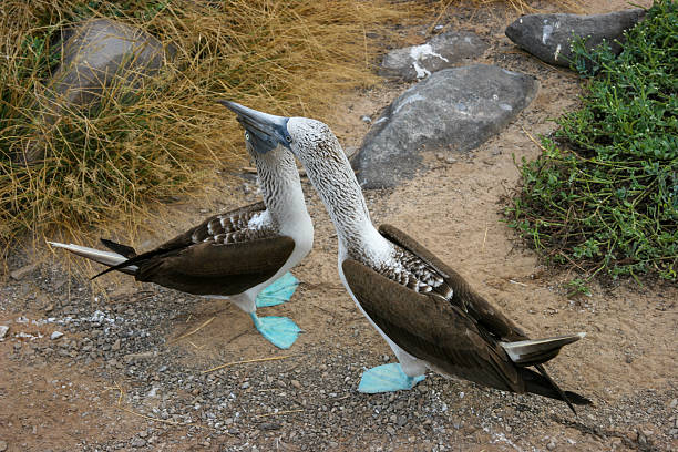 a blue-footed booby (Sula nebouxii) in its native habitat, a species closely associated with Darwin’s theory of evolution and a major wildlife attraction for tourists visiting the Galápagos and other tropical coastal regions