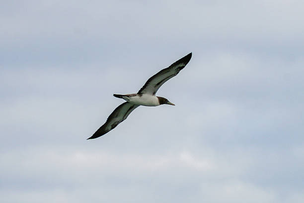 A swallow tailed gull (Creagrus furcatus)
