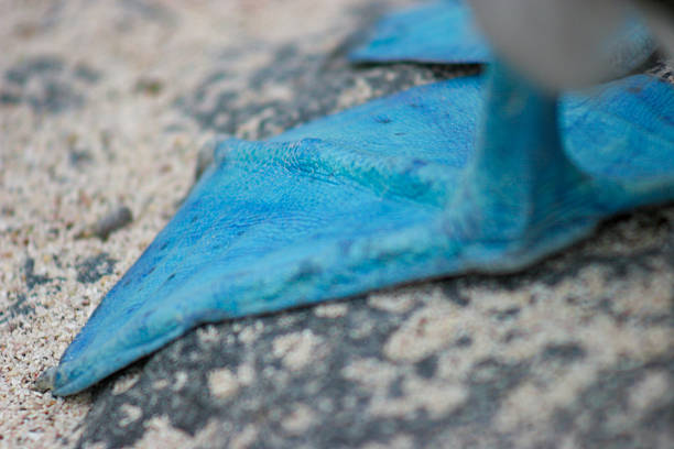 a blue-footed booby (Sula nebouxii) in its native habitat, a species closely associated with Darwin’s theory of evolution and a major wildlife attraction for tourists visiting the Galápagos and other tropical coastal regions