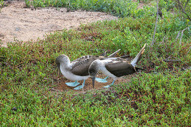 a blue-footed booby (Sula nebouxii) in its native habitat, a species closely associated with Darwin’s theory of evolution and a major wildlife attraction for tourists visiting the Galápagos and other tropical coastal regions