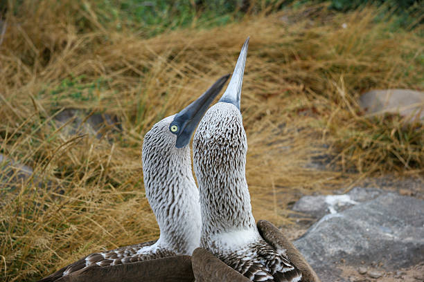 a blue-footed booby (Sula nebouxii) in its native habitat, a species closely associated with Darwin’s theory of evolution and a major wildlife attraction for tourists visiting the Galápagos and other tropical coastal regions