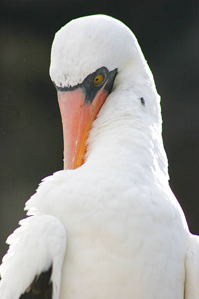 A Nazca booby (Sula granti) in its native habitat, a species closely associated with Darwin’s theory of evolution and a major wildlife attraction for tourists visiting the Galápagos and other tropical coastal regions