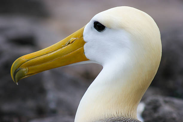 A waved Albatross (Phoebastria irrorata) in its native habitat, a species closely associated with Darwin’s theory of evolution and a major wildlife attraction for tourists visiting the Galápagos and other tropical coastal regions