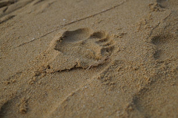 Small crab standing on sandy beach surface near a human footprint. Close up of a marine animal and footprint captured outdoors in natural daylight. The image shows coastal wildlife, sand texture, and beach environment.