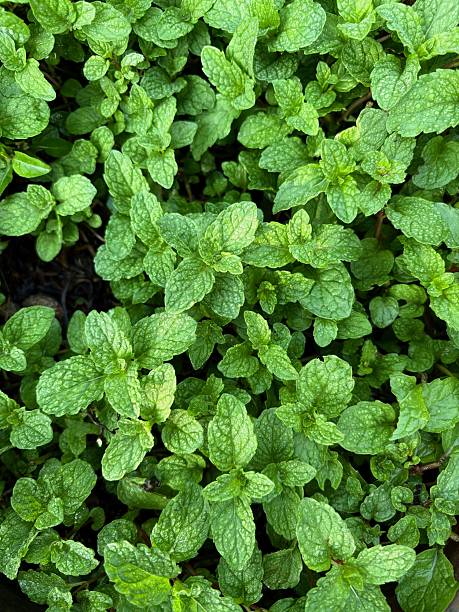Peppermint