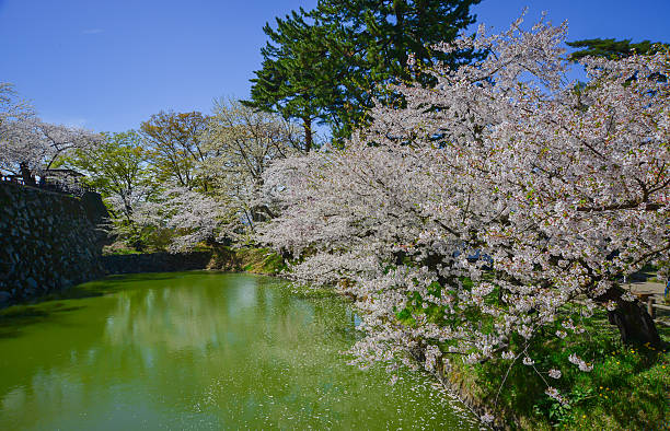 A spring landscape with cherry blossoms in full bloom in mid-April in a park in Hirosaki City, Japan.