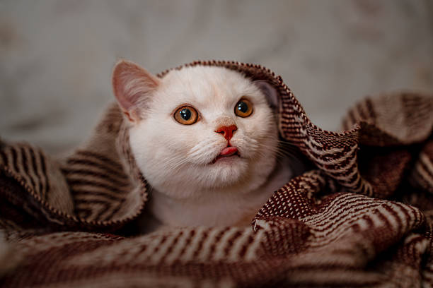 A cute white kitten is lying on the bed on the bedspread in the evening