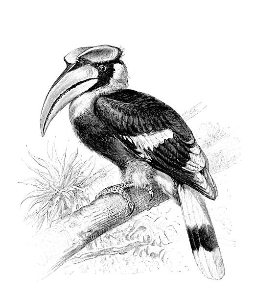 Great hornbill ,Buceros bicornis