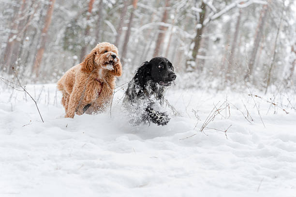 Two dogs, a black spaniel and a Labradoodle or Cavapoo, run in the woods in winter.