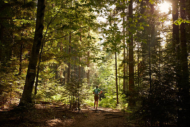 Hiker walks through a forest path surrounded by tall trees and sunlight filtering through the leaves in the morning. Summer Hiking in Carpathian Mountains. Ukraine