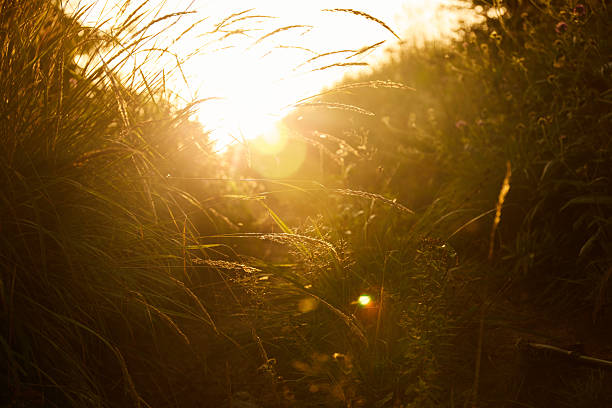 istock Bright sunlight shines through grass during sunset in a natural outdoor setting near a path surrounded by greenery. Summer Hiking in Carpathian Mountains. Ukraine 2257519157