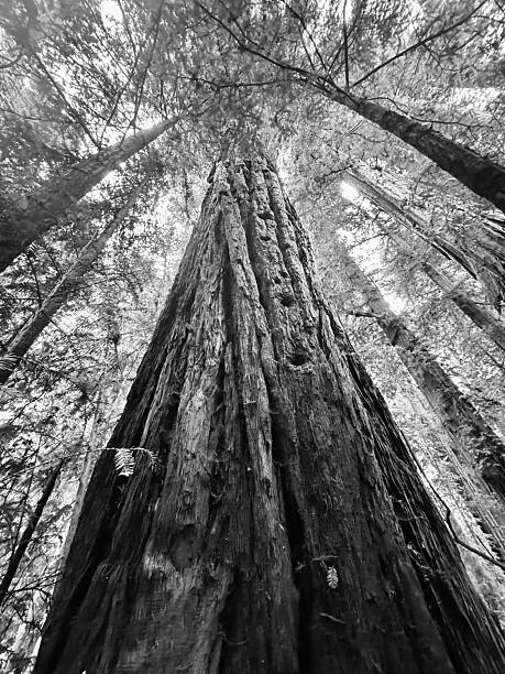 big redwood in black and white