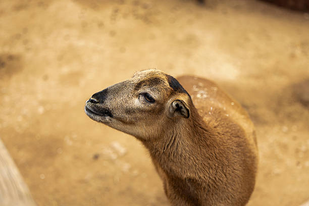 Close-up of a sheep