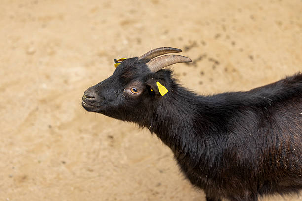 close up of black goat