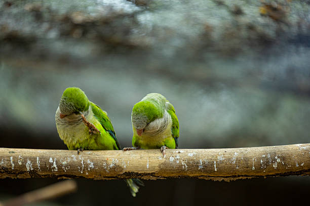 Green parrot in Morro Jable, Fuerteventura - Canary Islands, Spain.
