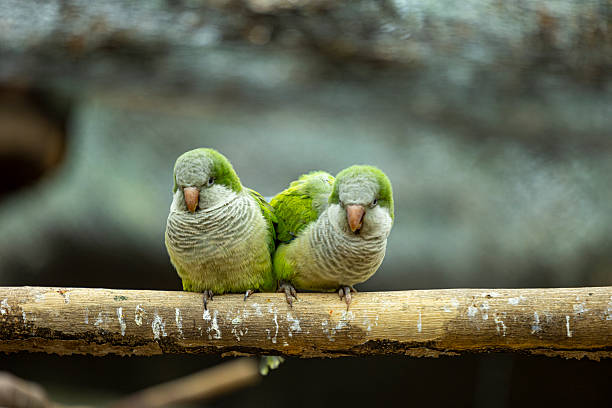 Portrait of green Monk Parakeet perched on a branch with green grass in background in a park in Madrid, Spain. This invasive species is rapidly spreading through the south of Europe from South America and causing ecological issues in many cities