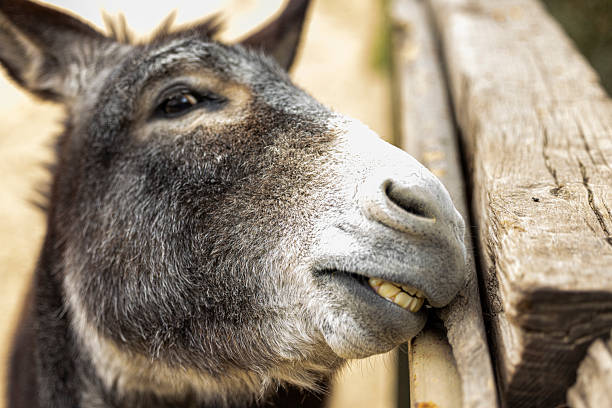 close up of donkey