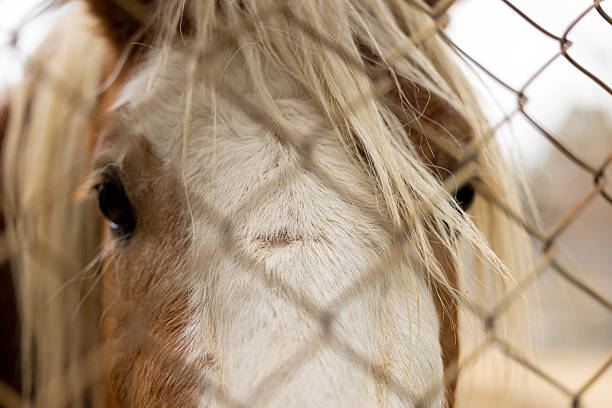 Palomino Quarter Horse grazing in a springtime pasture. The trees in the background are blooming, and yellow dandelions are in the pasture. A white rail fence borders the pasture.