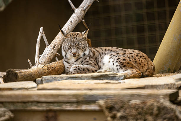 Beautiful male lynx in the dark. Canon 1D Mark III and 4. 500mm L IS. RAW-file developed with Adobe Lightroom.