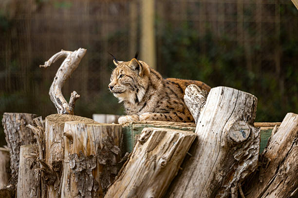 Eurasian LynxEurasian Lynx