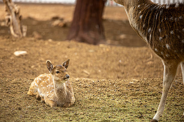 close up of deer