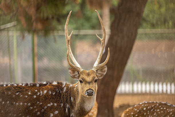 Close-up of a deer with impressive antlers