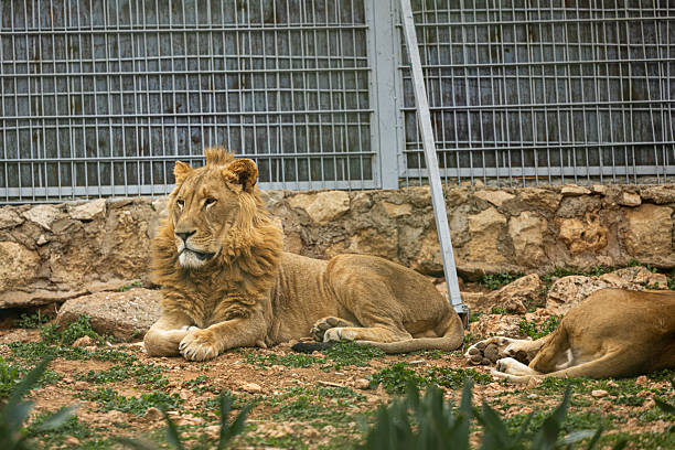 Lion in circus cage