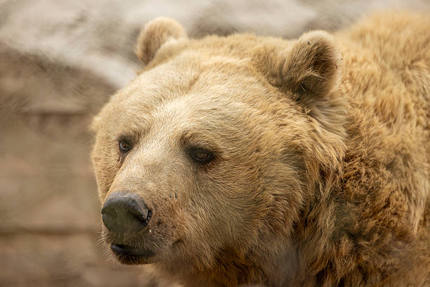 close up of bear