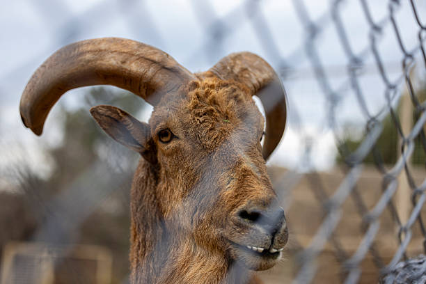 Close-up of a mountain goat with impressive large horns