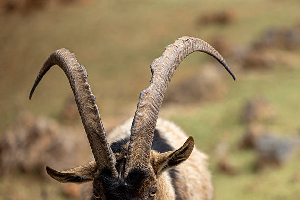 Close-up of a mountain goat with impressive large horns