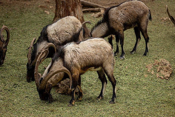 Close-up of a mountain goat with impressive large horns