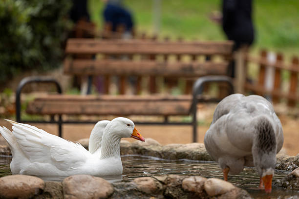 Close-up of a goose in a natural environment