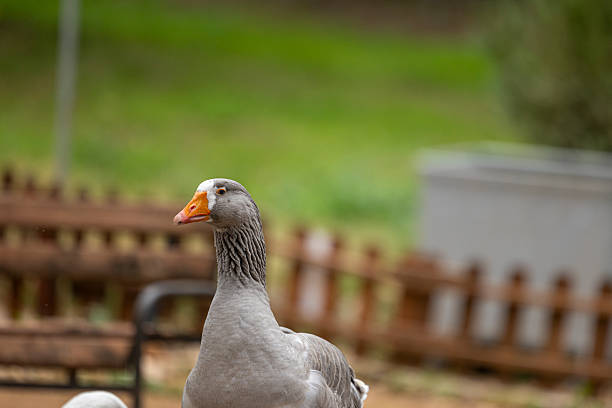 Close-up of a goose in a natural environment