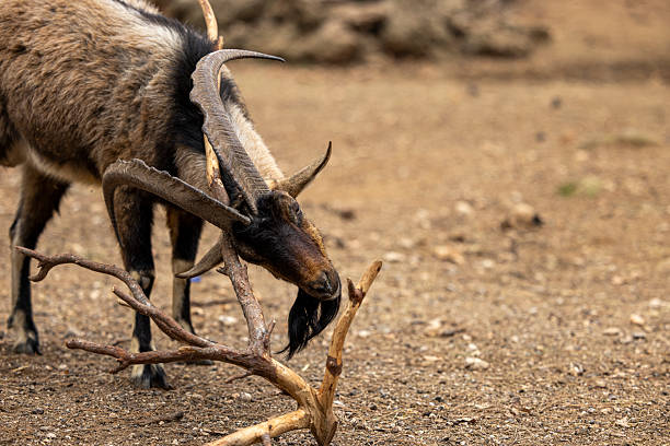 Goat rubbing its horns against a tree branch