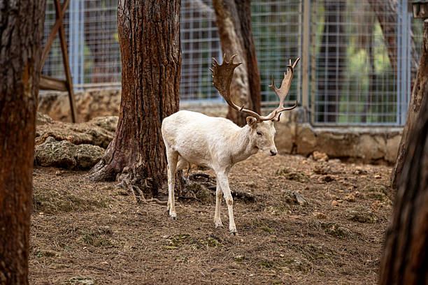Close-up of a white fallow deer