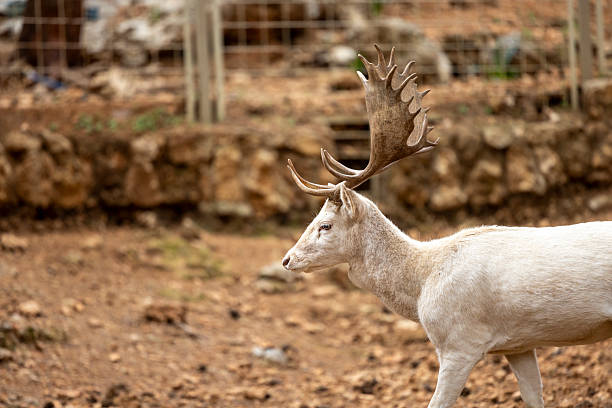 Close-up of a white fallow deer