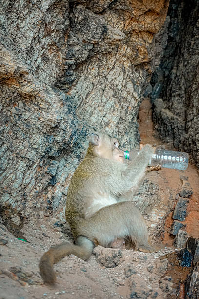 Pictures of monkey drinking water bottle by himself