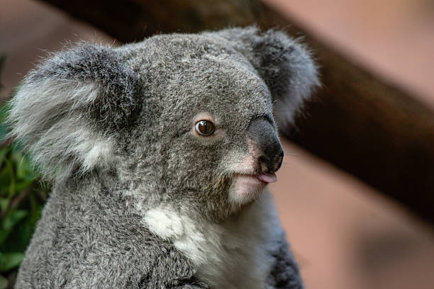 Natural portrait ok a koala in a park