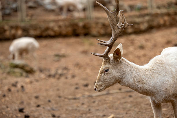 Close-up of a white fallow deer