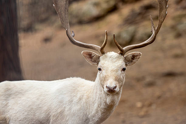 Close-up of a white fallow deer