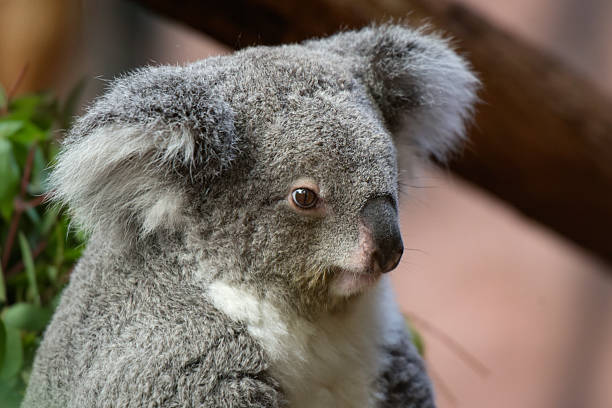 Natural portrait ok a koala in a park